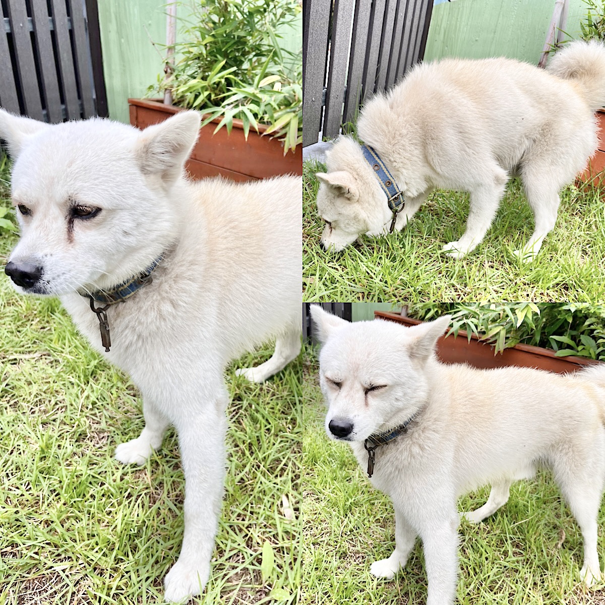 보호중 믹스견의 가…